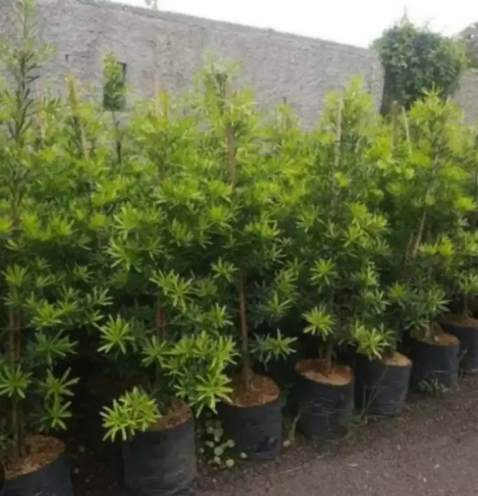 Pohon lohansung tinggi 1/1.50meter