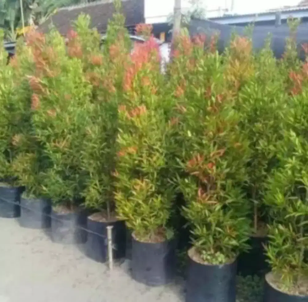 pucuk merah tinggi 1meter/1.20meter