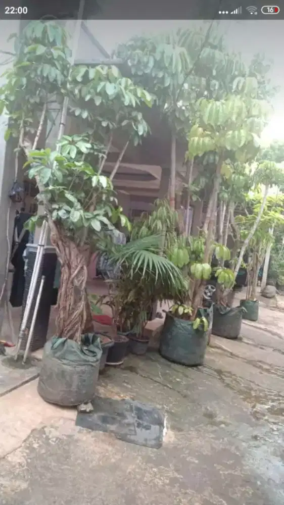 pohon walisongo tinggi 2-3 meter