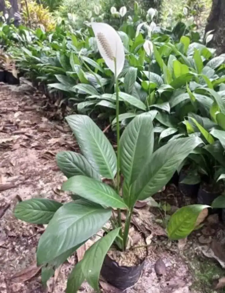 Tanaman peace lily
