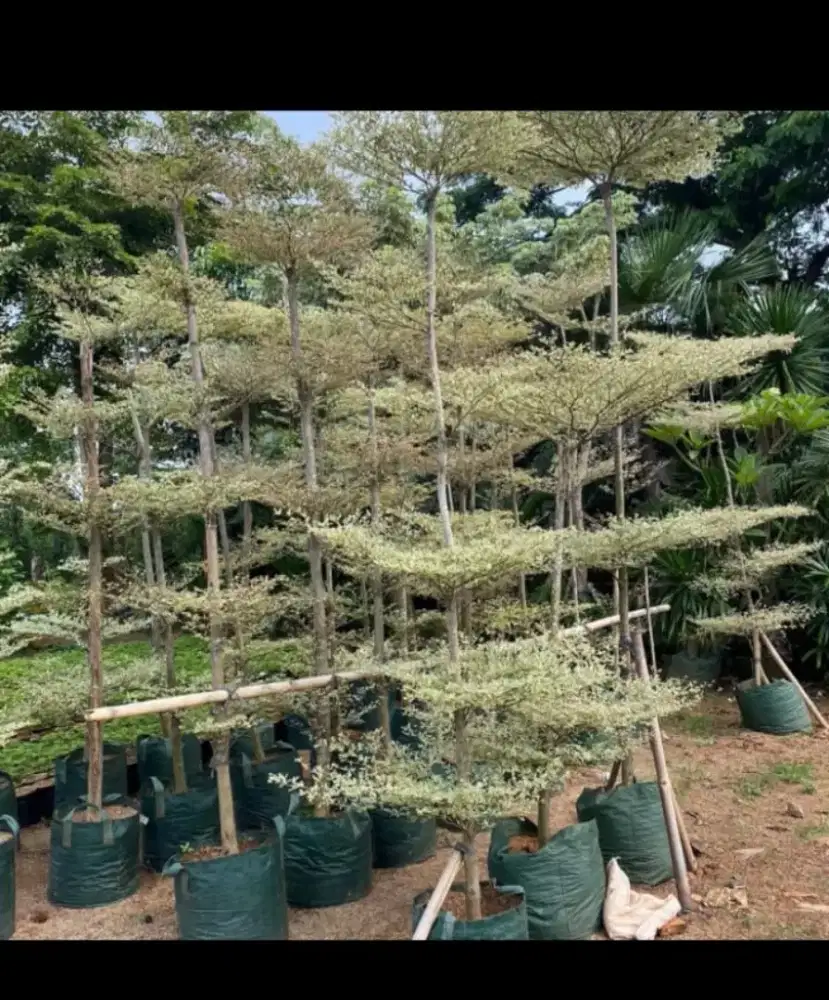 Pohon Ketapang kencana varigata 3mtr