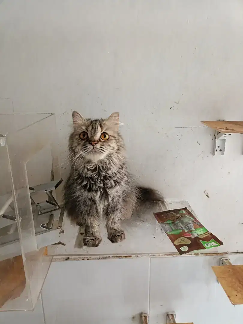 Kucing ragdoll persia (CumiCumi)