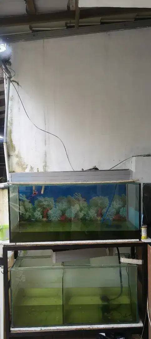 2 Aquarium tebal + meja