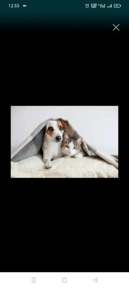 salon hewan panggilan kerumah