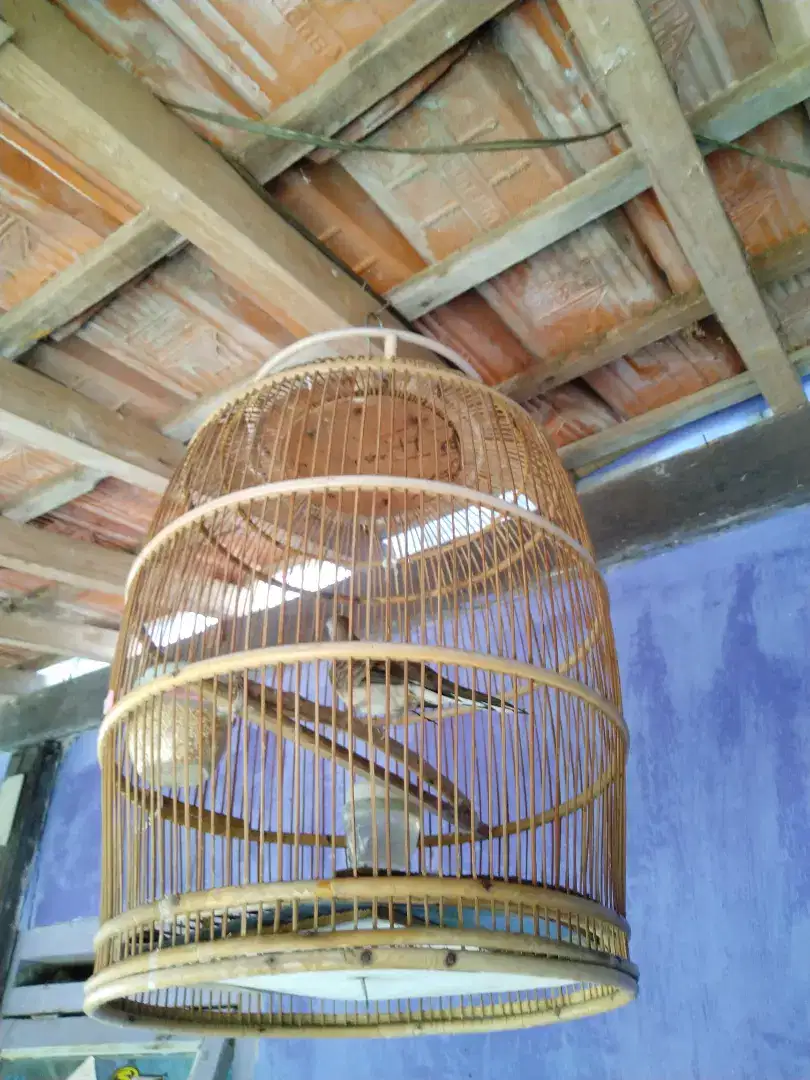 Burung perkutut