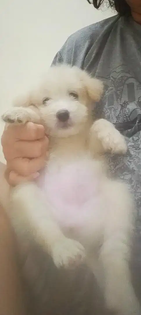 Anak anjing mix Maltese