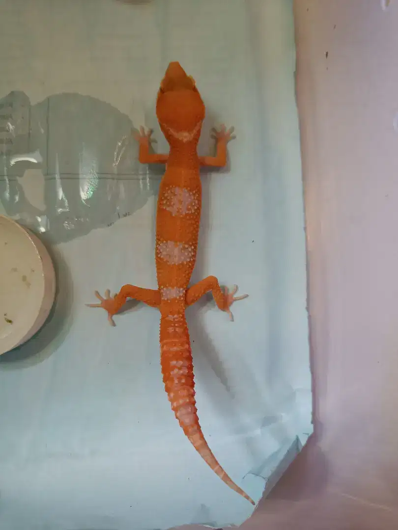 Baby &  Juvenile gecko 1-5 bulan