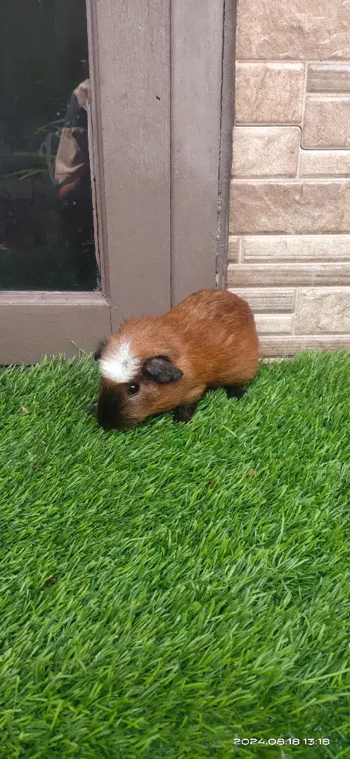 Marmut/guinea pig american crested