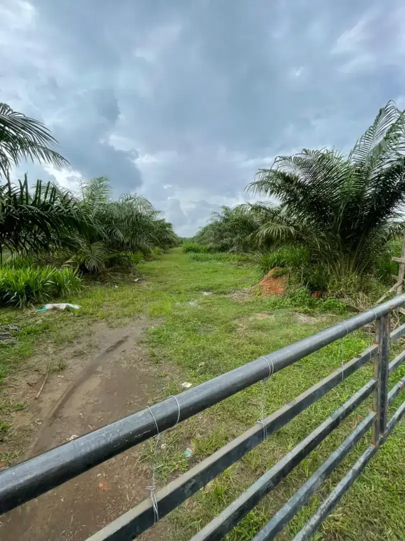 DIJUAL TANAH ADA SAWIT NYA 4,2 HEKTAR,SERTIPIKAT HAK MILIK