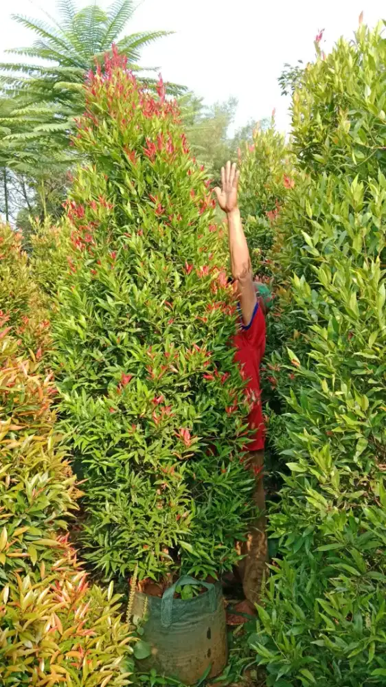 Pohon pucuk merah tinggi 2 mtr