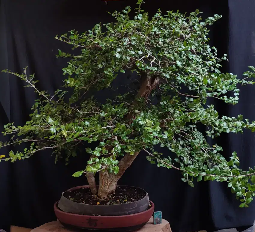 Bonsai serut (streblus asper)