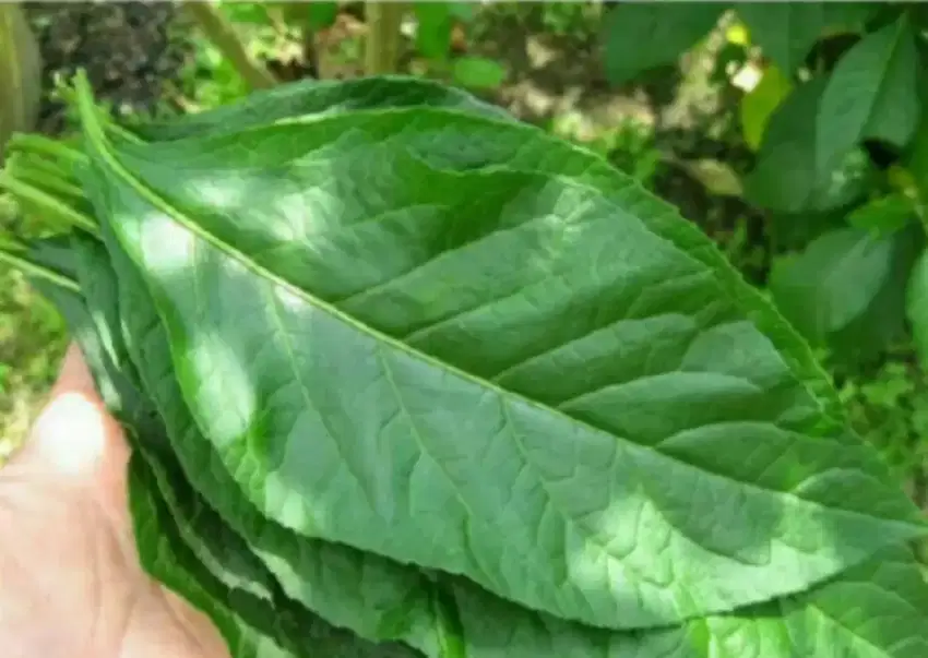 Daun Afrika herbal segar 1kg