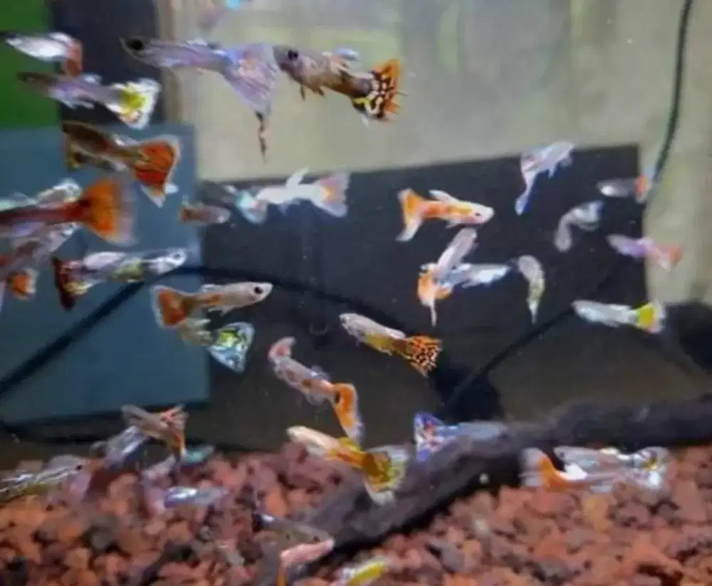 Ikan Guppy murah meriah
