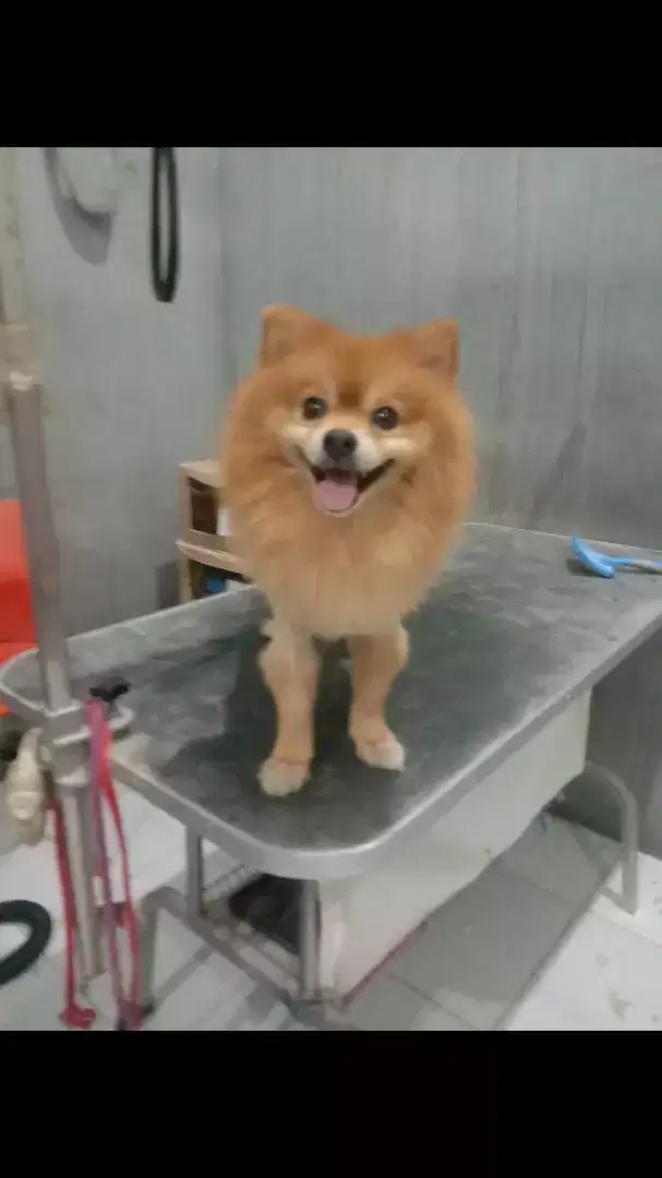 Grooming panggilan kerumah untuk anjing dan kucing( Home service)