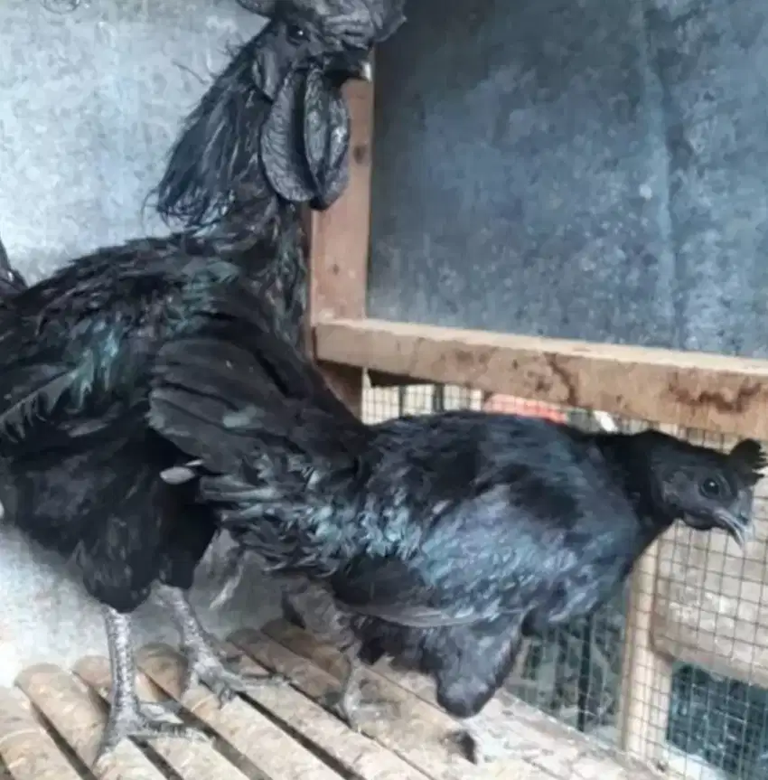 Di jual Sepasang Ayam Cemani indukan