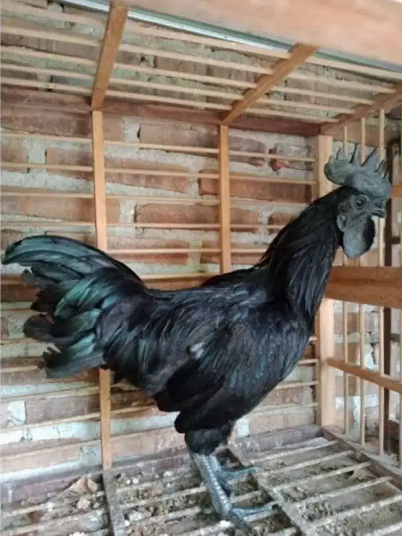 Di jual Ayam Cemani Jantan Dwasa mulus