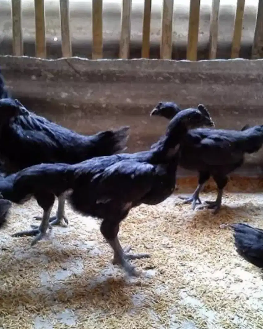 Di jual cepat ayam cemani remaja 6 bulan harga per ekor ya