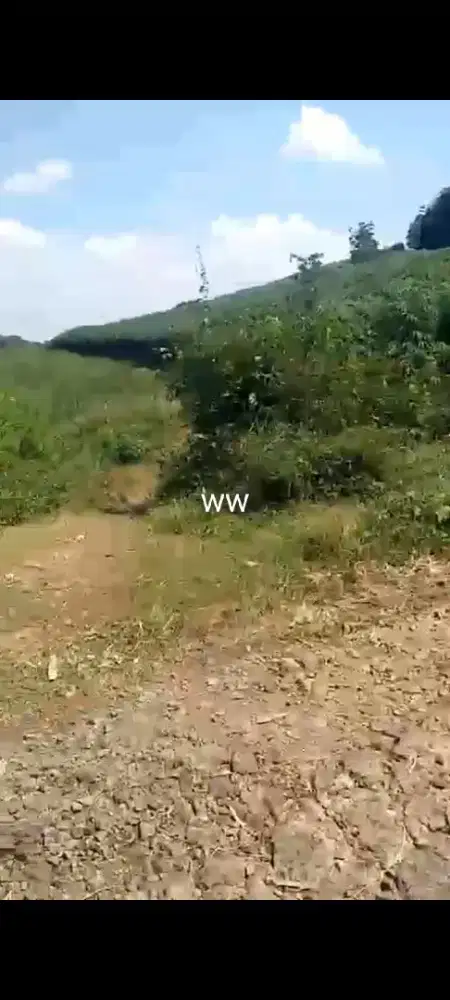 Jual tanah ada sumber mata airnya ngargoyoso luas 12H harga 275rb/mtr