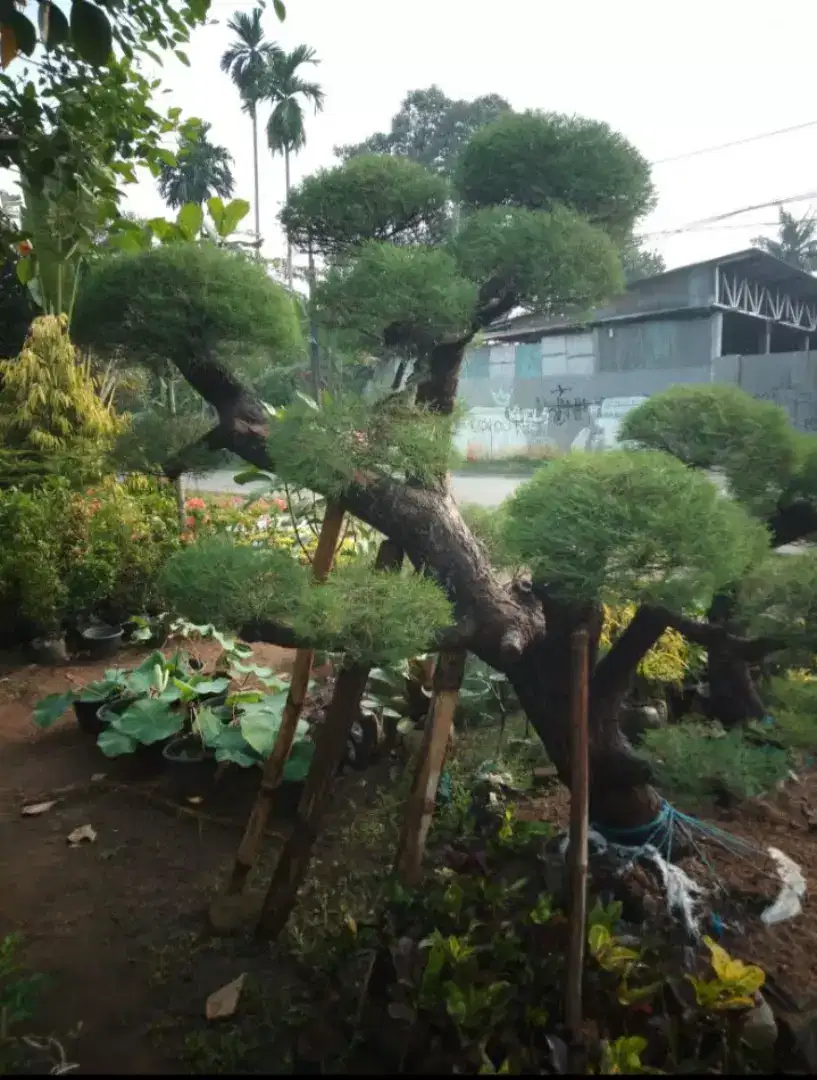 Pohon bonsai Cemara udang