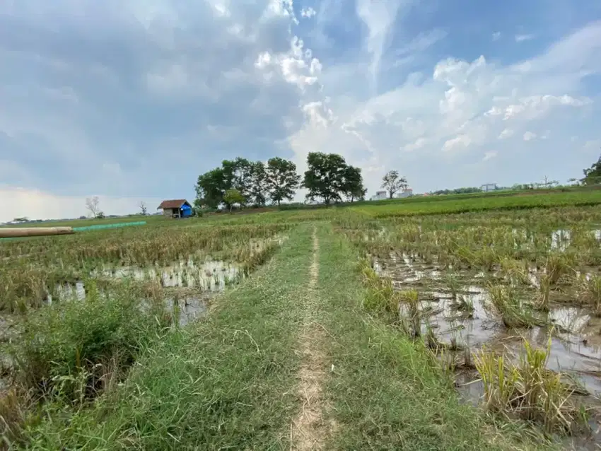 Sawah Luas Kota Metro