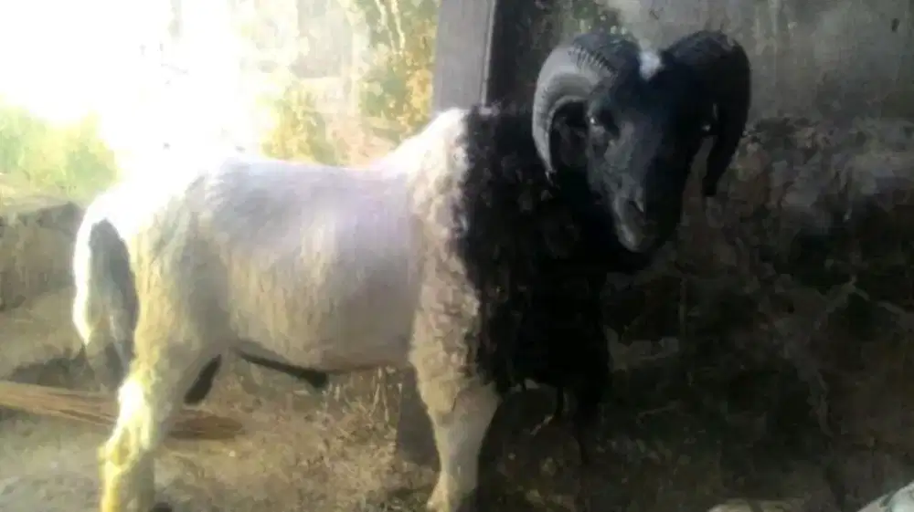 Domba Kambing Akikah & Kurban