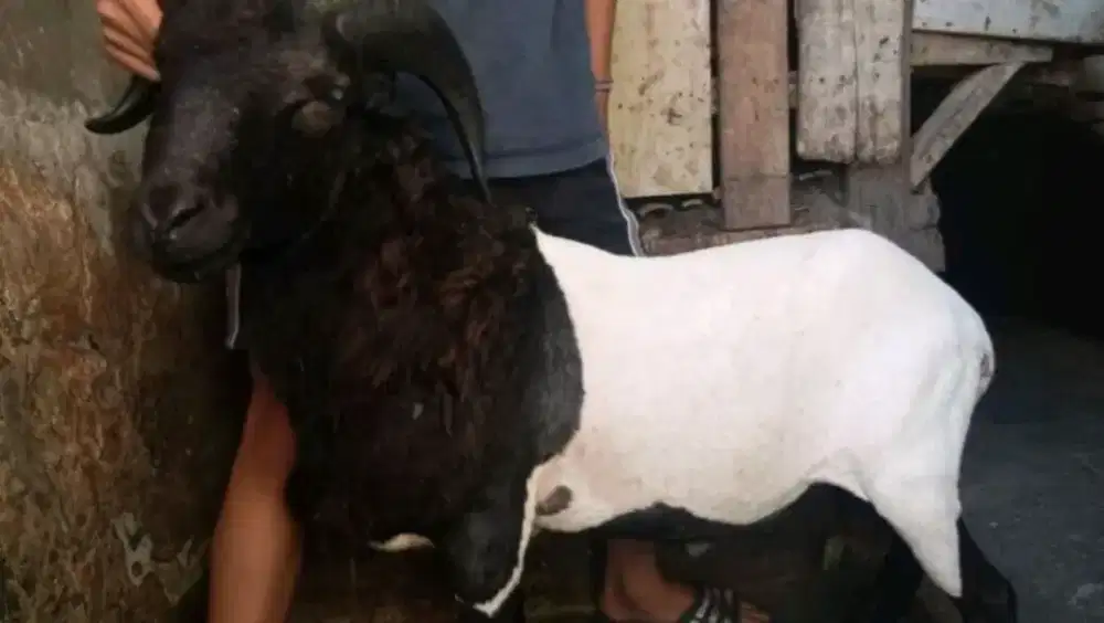 Domba Kambing AQIQAH & QURBAN
