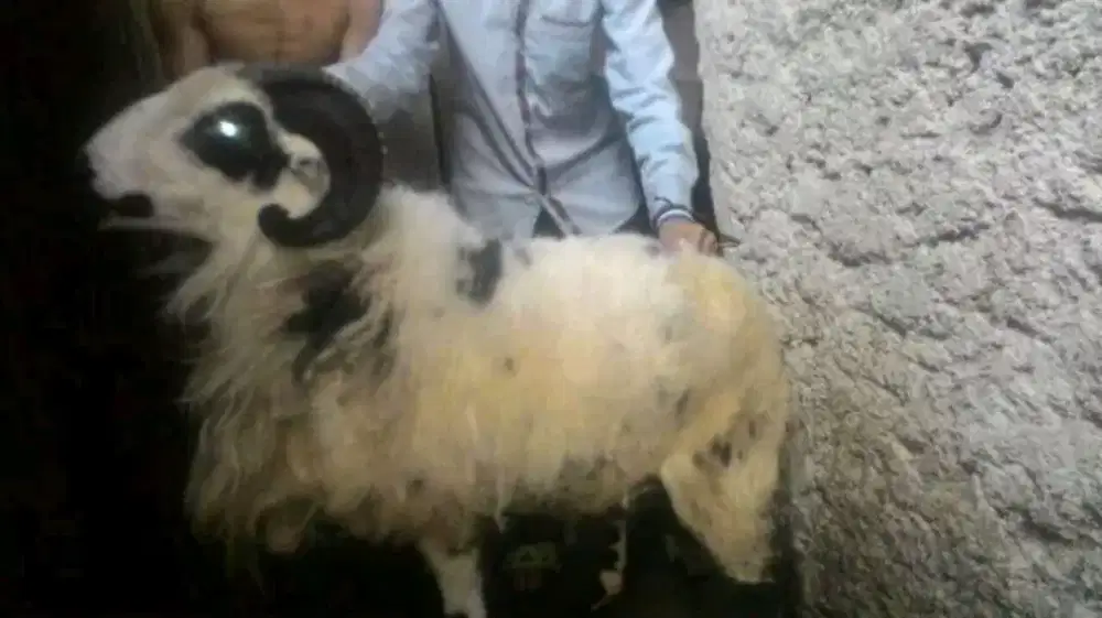 Domba Kambing Aqiqah/Qurban