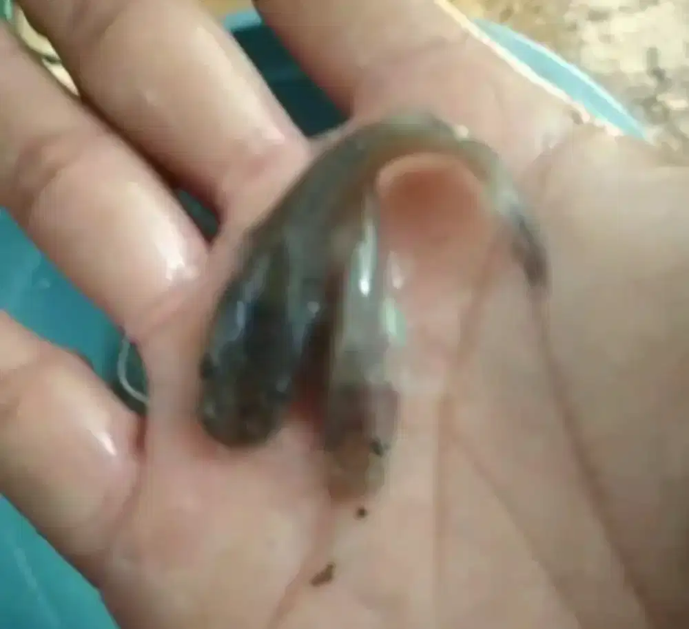 Bibit ikan baung 5cm