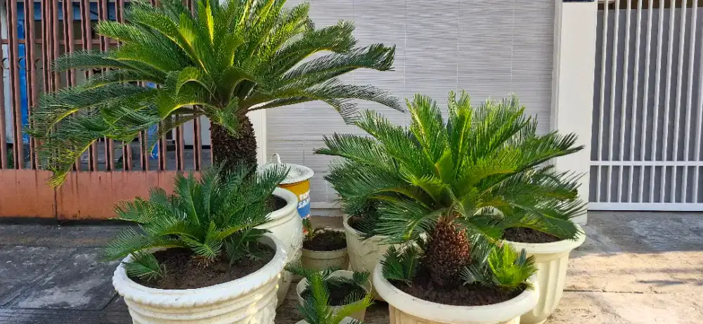 Dijual tanaman Sikas