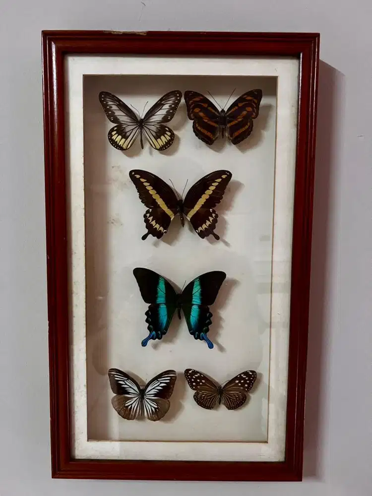 Hiasan dinding kupu kupu