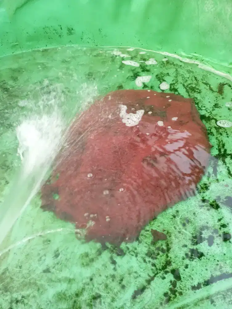 Bismillah menerima Pesanan CASUT