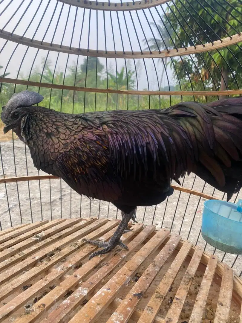 Ayam Hutan Bekisar Cemani / Bekicem Istimewa