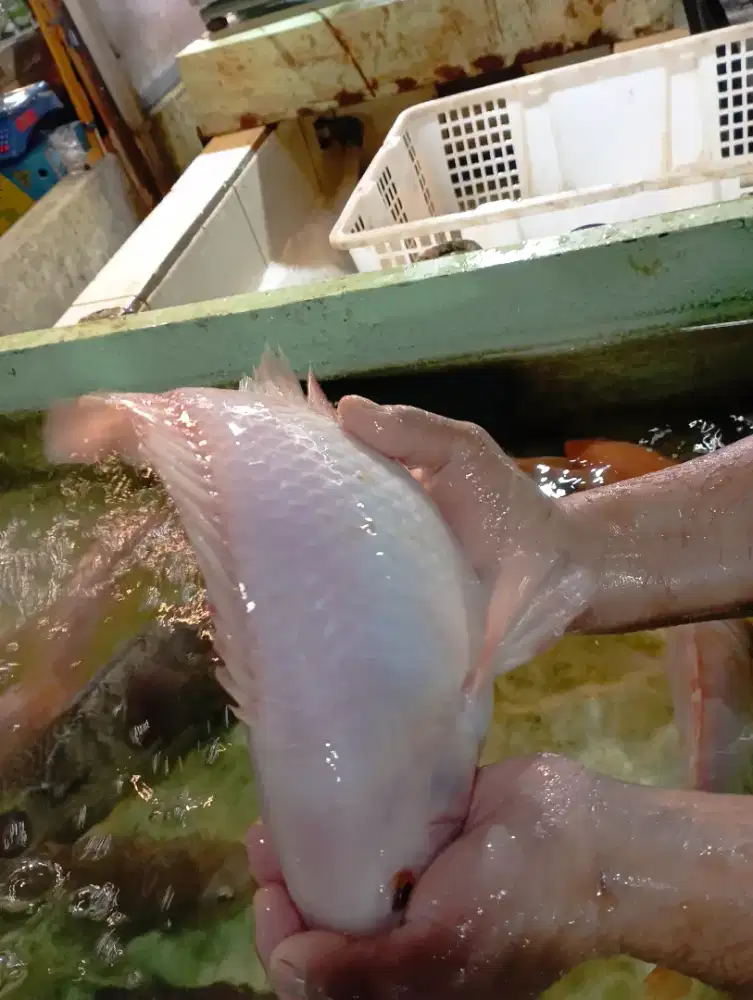 Bismillah Ready Ikan NILA siap Konsumsi