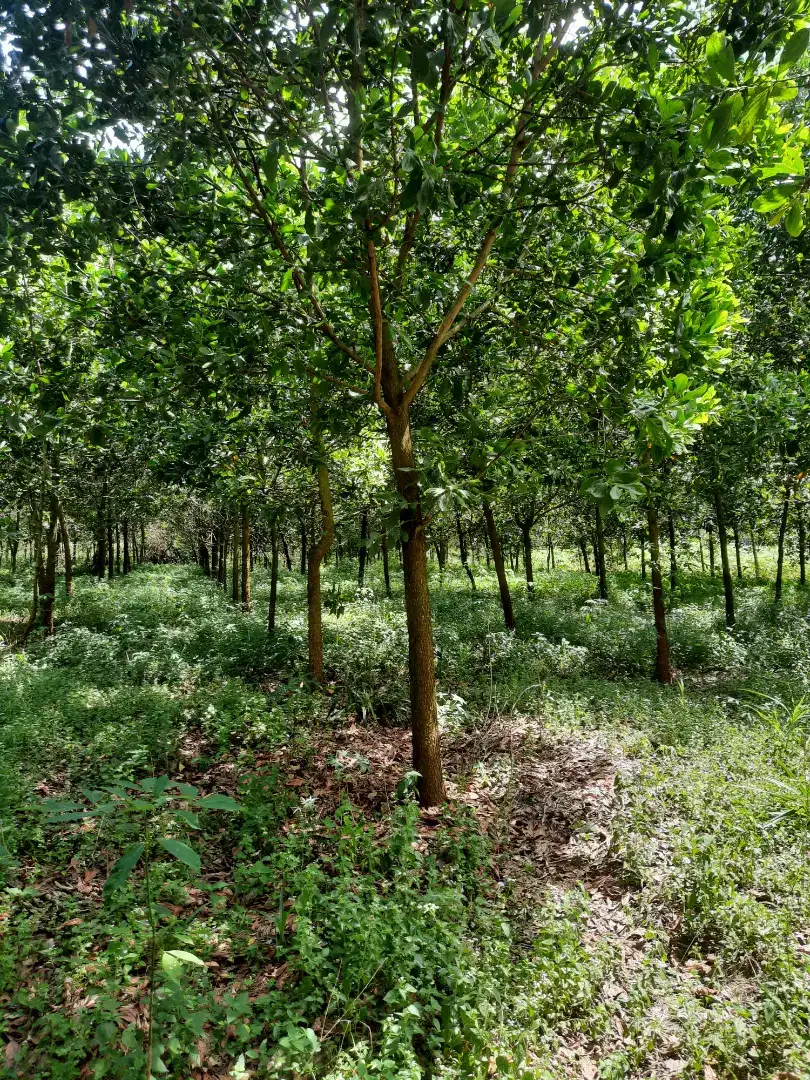 jual tanah kebun 2 hektar