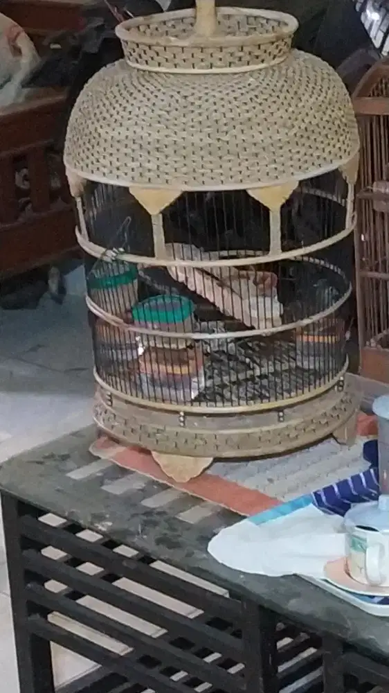 Perkutut lokal manggung & losdor