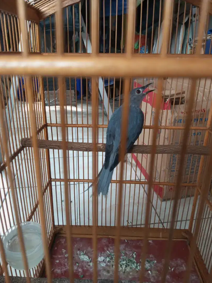 Di jual burung serigunting TT Ama ca jengot