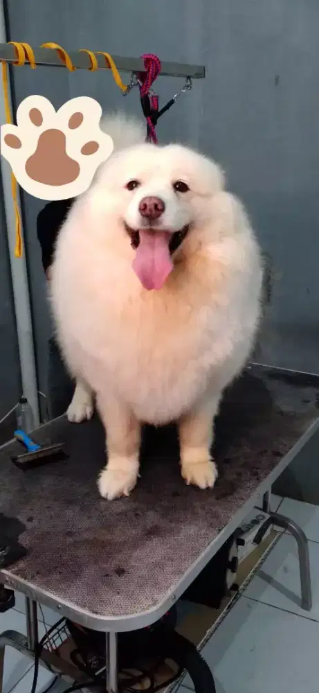 Grooming panggilan kerumah Anjing dan Kucing ( House Call)