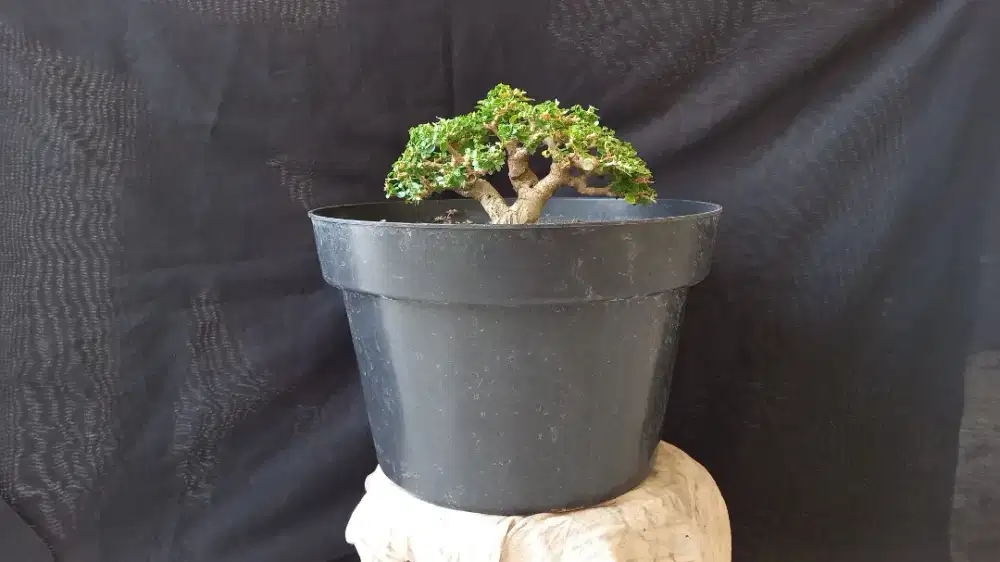 BONSAI SANCANG MAME TOP BOGEL