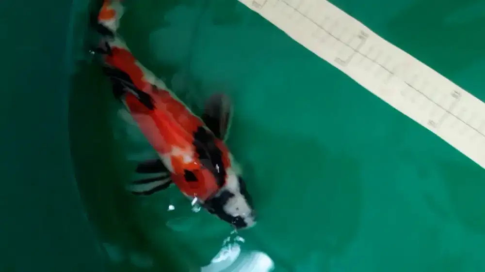 Ikan koi Showa pola sangar 37cm bagus