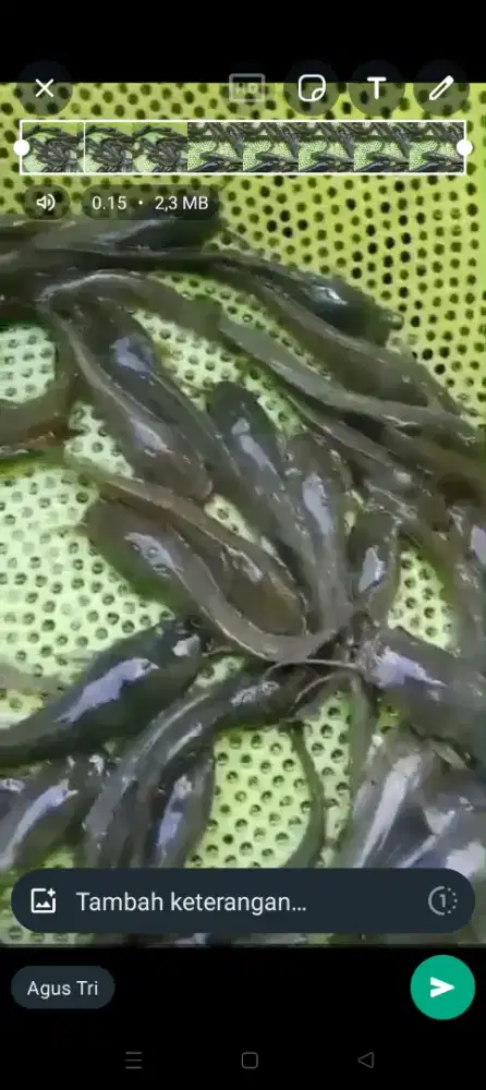 Jual bibit lele Sangkuriang