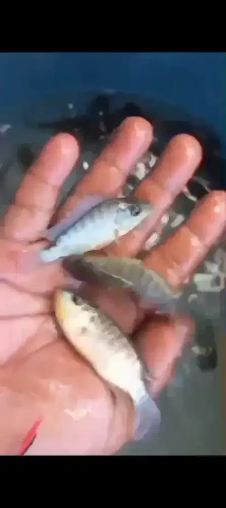 Jual nila hitam bangkok