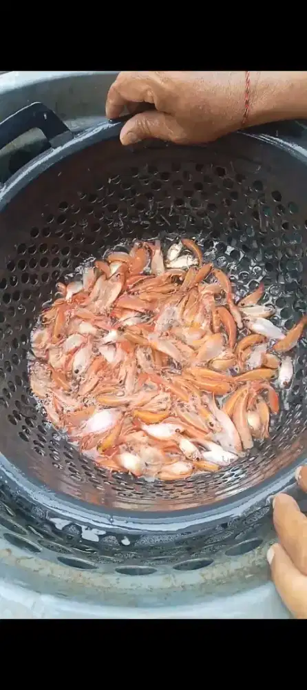 Jual bibit nila orange bangkok