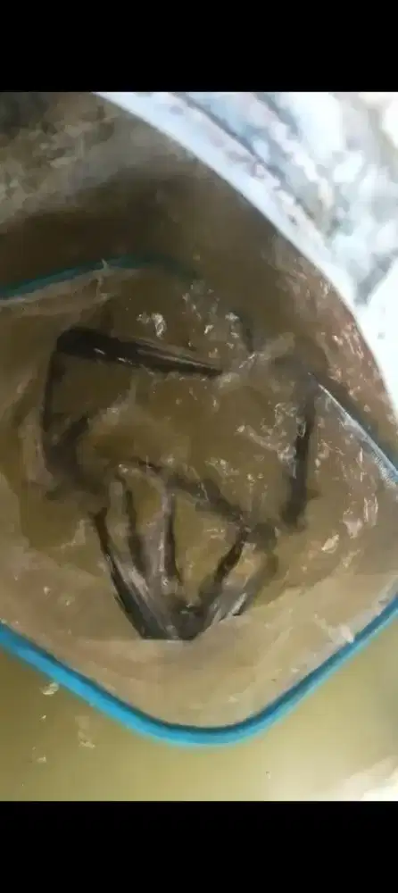 Jual bibit ikan fatine