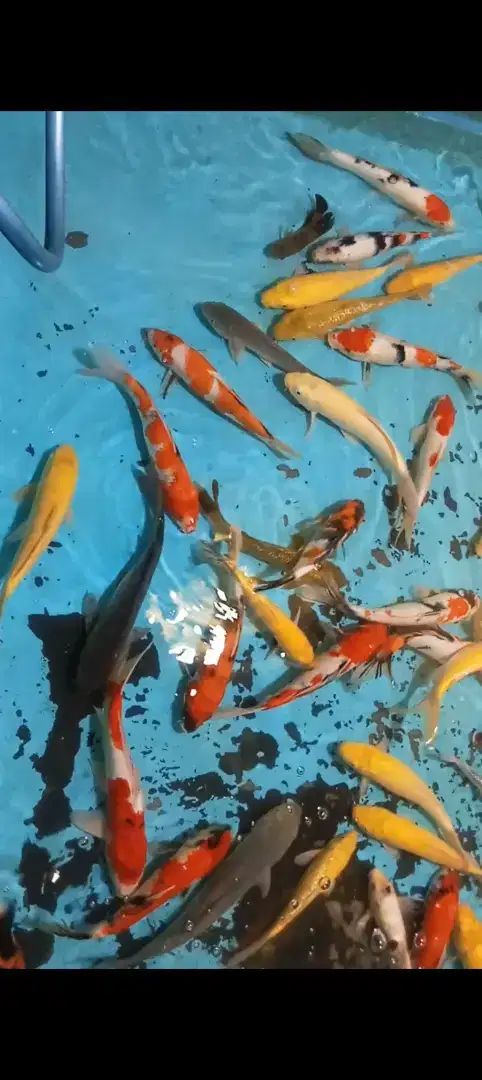 Jual ikan koi murah