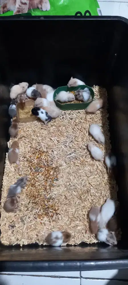 Hamster anakan sirian