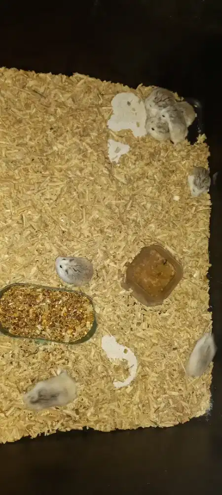 Hamster roborofsky wf