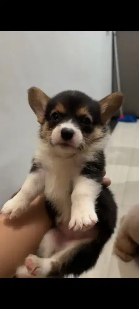 Puppy Welsh Corgi Stb vaksin cakep murah