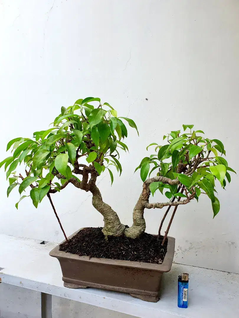 #Bonsai Beringin