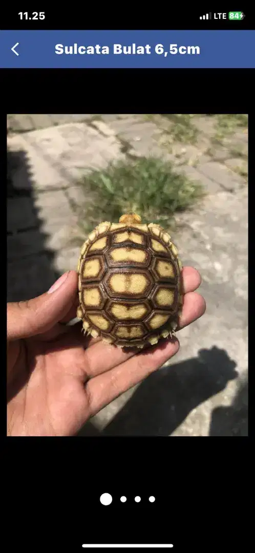 Kura sulcata ternakan indonesia mulus