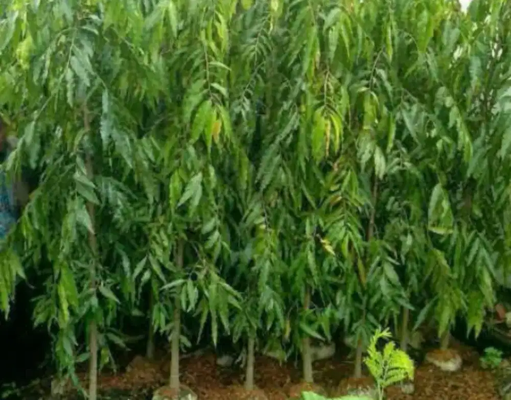 Pohon glodokan tiang tinggi 2 meter